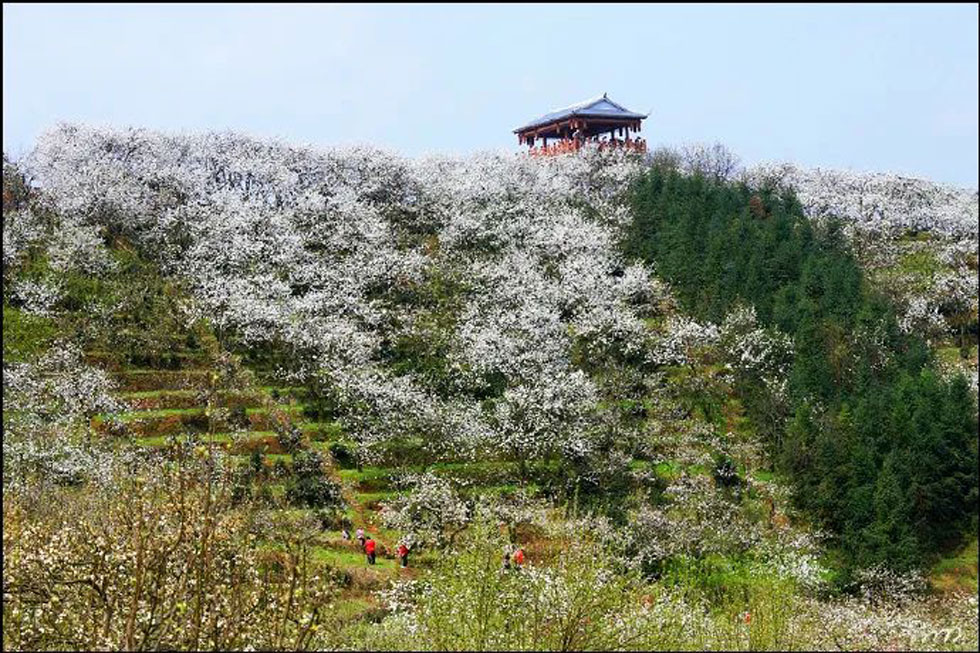 【春天，广西桂林灌阳县向您发出邀请！】我们在灌阳看梨花 - 游山玩水 - 明港生活社区 - 明港28生活网 mg.28life.net