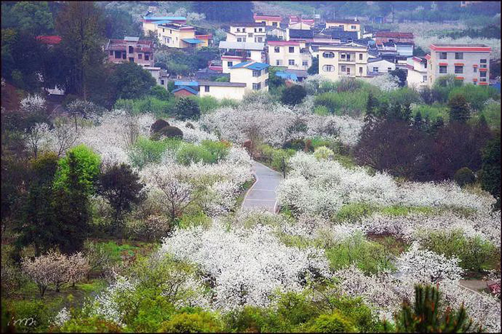 【春天，广西桂林灌阳县向您发出邀请！】我们在灌阳看梨花 - 游山玩水 - 明港生活社区 - 明港28生活网 mg.28life.net