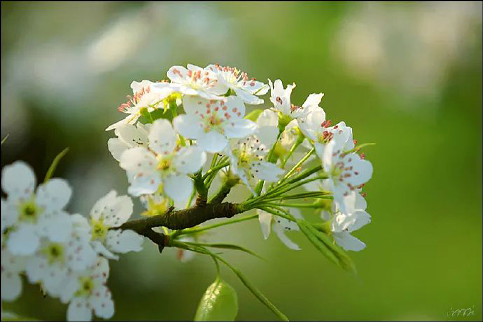 【春天，广西桂林灌阳县向您发出邀请！】我们在灌阳看梨花 - 游山玩水 - 明港生活社区 - 明港28生活网 mg.28life.net