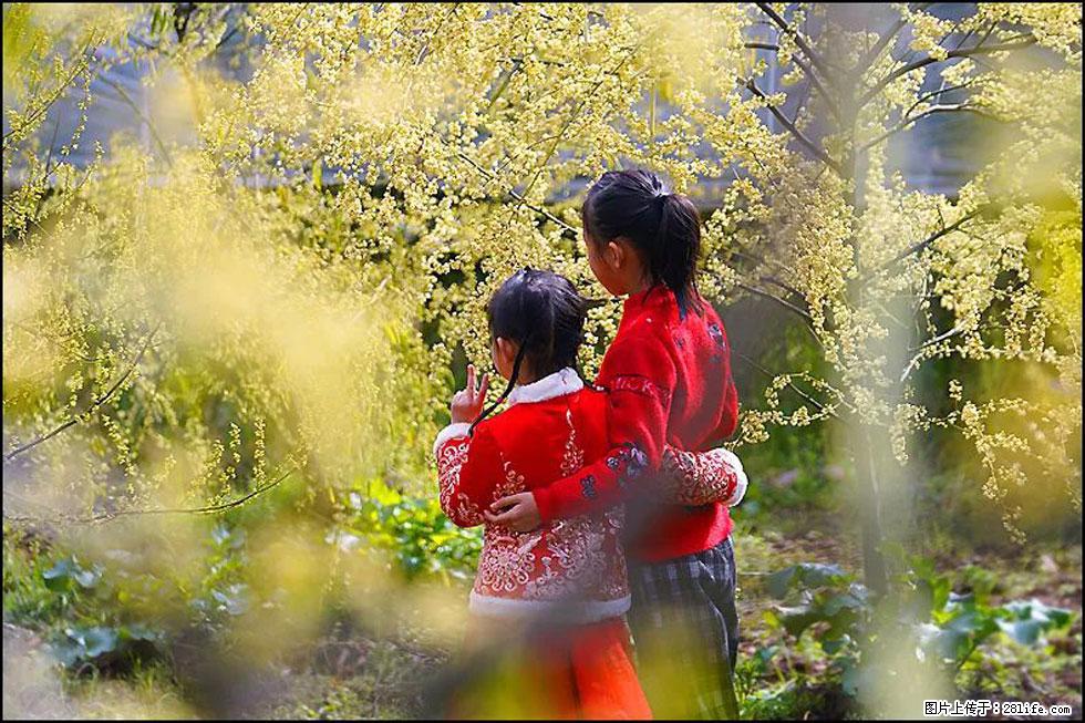 【春天，广西桂林灌阳县向您发出邀请！】米珠山前有片山苍子花在飘香 - 游山玩水 - 明港生活社区 - 明港28生活网 mg.28life.net