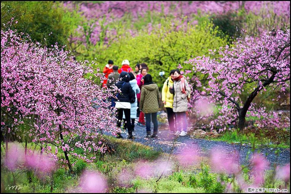 【春天,广西桂林灌阳县向您发出邀请!】官庄村有个醉美的桃花园 - 游山玩水 - 明港生活社区 - 明港28生活网 mg.28life.net