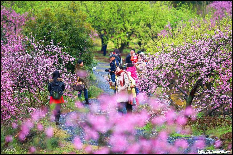 【春天,广西桂林灌阳县向您发出邀请!】官庄村有个醉美的桃花园 - 游山玩水 - 明港生活社区 - 明港28生活网 mg.28life.net