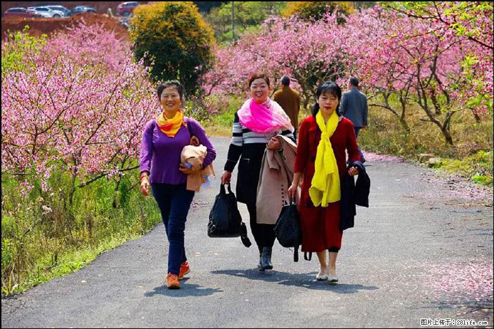 【春天,广西桂林灌阳县向您发出邀请!】官庄村有个醉美的桃花园 - 游山玩水 - 明港生活社区 - 明港28生活网 mg.28life.net