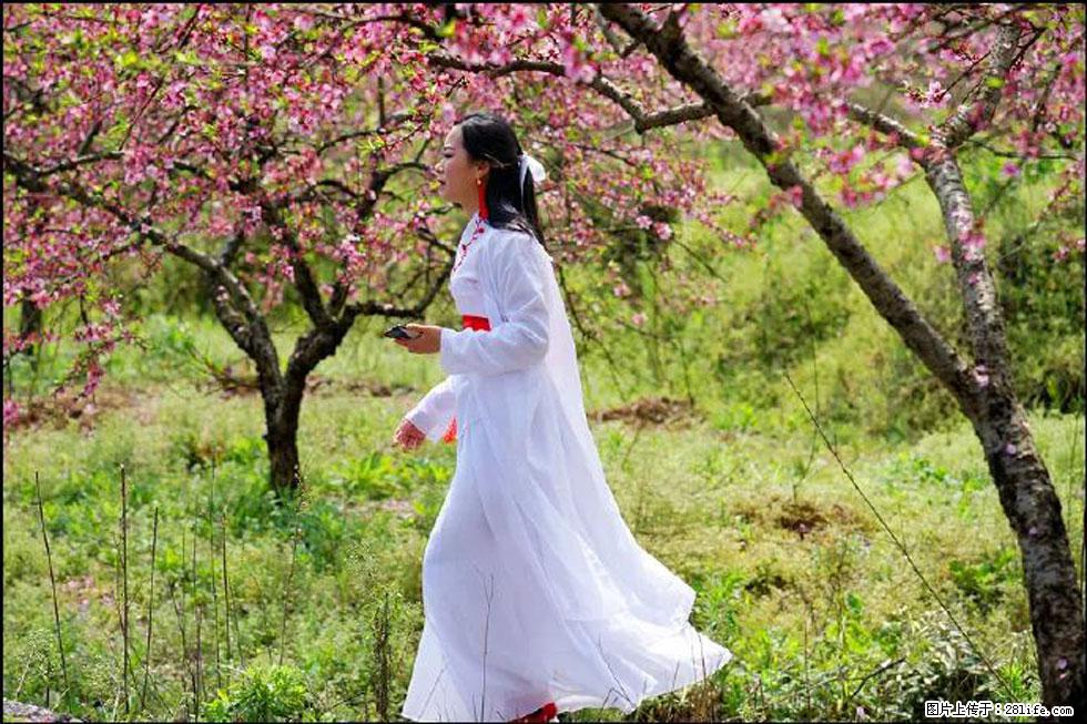 【春天,广西桂林灌阳县向您发出邀请!】官庄村有个醉美的桃花园 - 游山玩水 - 明港生活社区 - 明港28生活网 mg.28life.net
