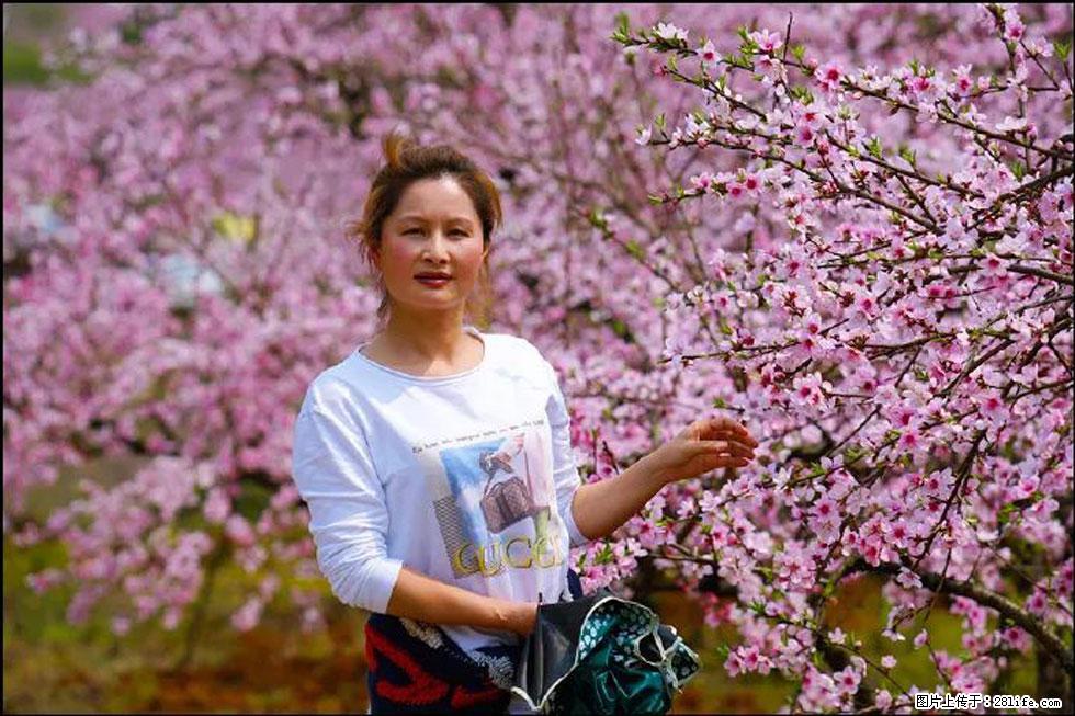 【春天,广西桂林灌阳县向您发出邀请!】官庄村有个醉美的桃花园 - 游山玩水 - 明港生活社区 - 明港28生活网 mg.28life.net
