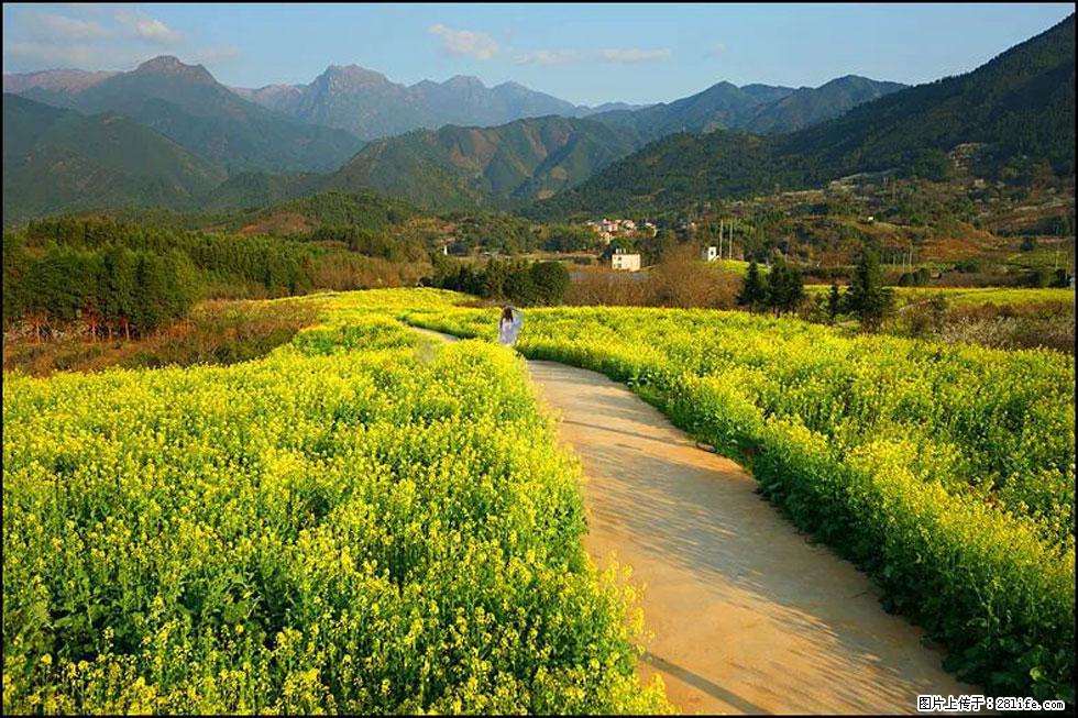 【春天，广西桂林灌阳县向您发出邀请！】长坪村油菜盛情花开 - 游山玩水 - 明港生活社区 - 明港28生活网 mg.28life.net