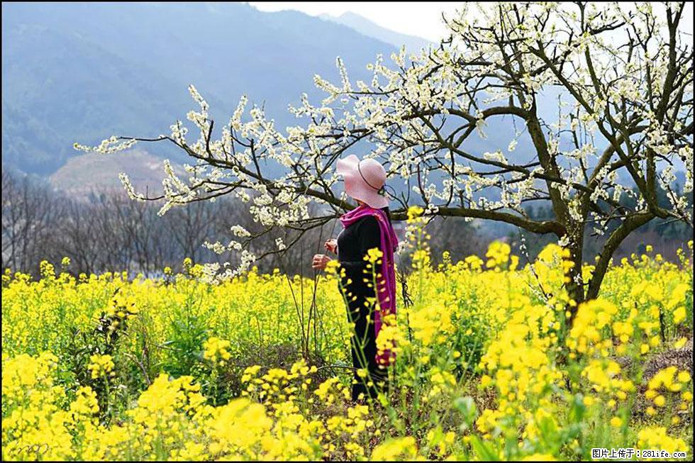 【春天，广西桂林灌阳县向您发出邀请！】长坪村油菜盛情花开 - 游山玩水 - 明港生活社区 - 明港28生活网 mg.28life.net