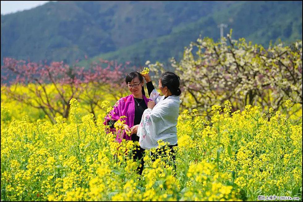 【春天，广西桂林灌阳县向您发出邀请！】长坪村油菜盛情花开 - 游山玩水 - 明港生活社区 - 明港28生活网 mg.28life.net