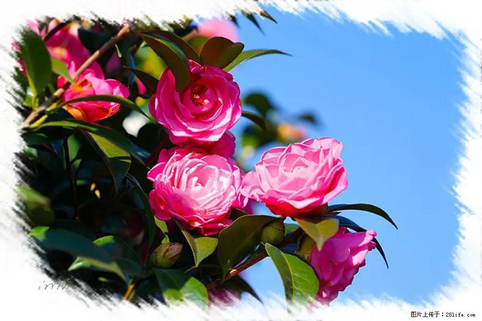 【春天，广西桂林灌阳县向您发出邀请！】杨柳井茶花惹人爱 - 游山玩水 - 明港生活社区 - 明港28生活网 mg.28life.net