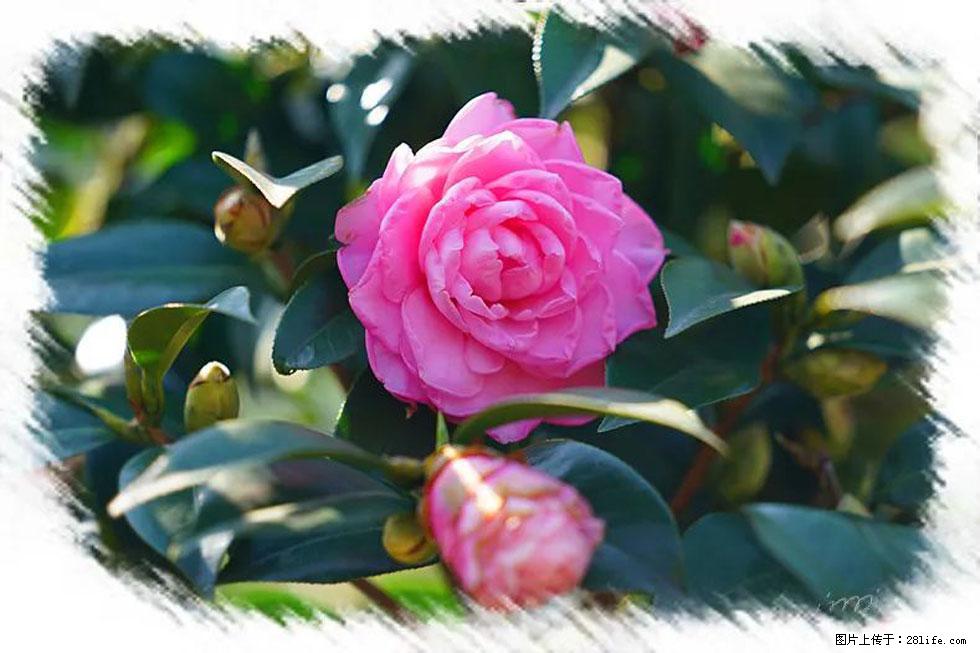 【春天，广西桂林灌阳县向您发出邀请！】杨柳井茶花惹人爱 - 游山玩水 - 明港生活社区 - 明港28生活网 mg.28life.net