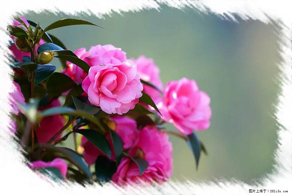 【春天，广西桂林灌阳县向您发出邀请！】杨柳井茶花惹人爱 - 游山玩水 - 明港生活社区 - 明港28生活网 mg.28life.net