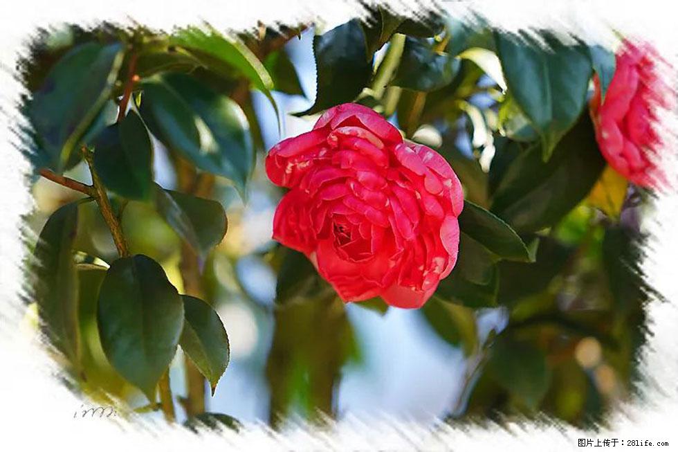 【春天，广西桂林灌阳县向您发出邀请！】杨柳井茶花惹人爱 - 游山玩水 - 明港生活社区 - 明港28生活网 mg.28life.net