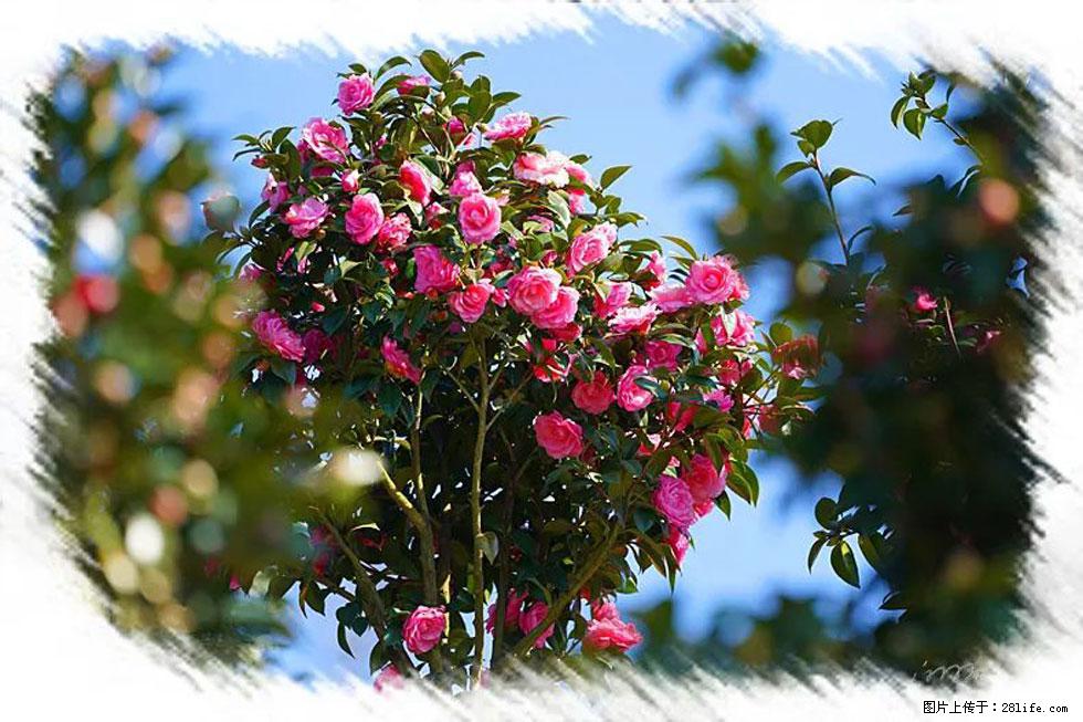 【春天，广西桂林灌阳县向您发出邀请！】杨柳井茶花惹人爱 - 游山玩水 - 明港生活社区 - 明港28生活网 mg.28life.net