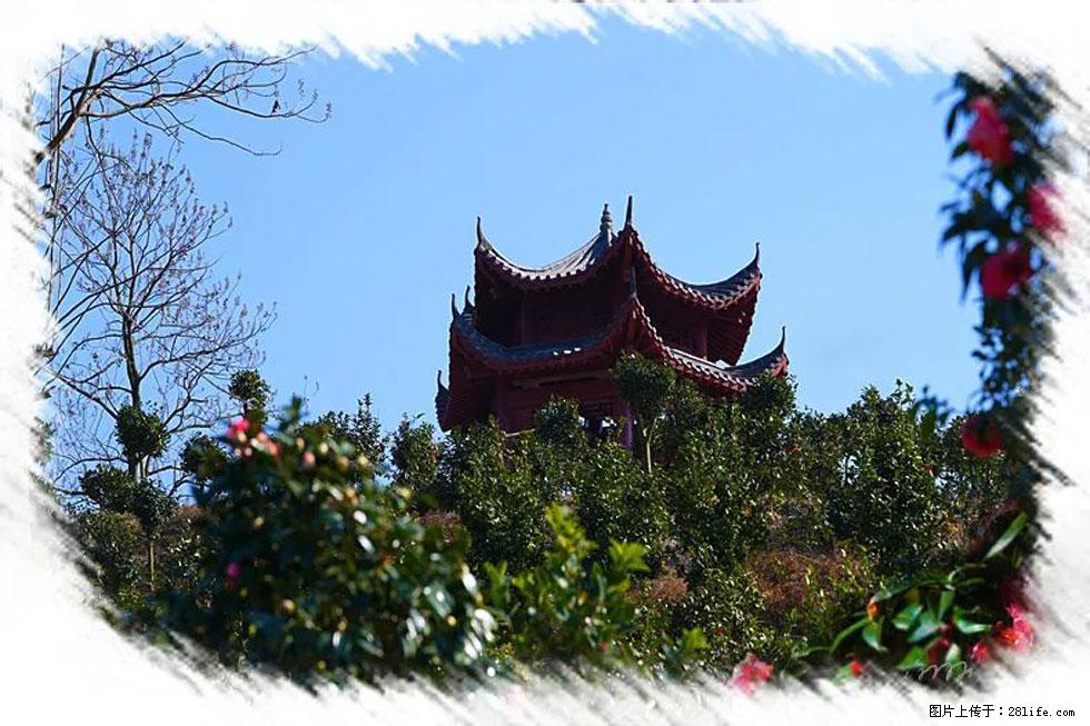 【春天，广西桂林灌阳县向您发出邀请！】杨柳井茶花惹人爱 - 游山玩水 - 明港生活社区 - 明港28生活网 mg.28life.net