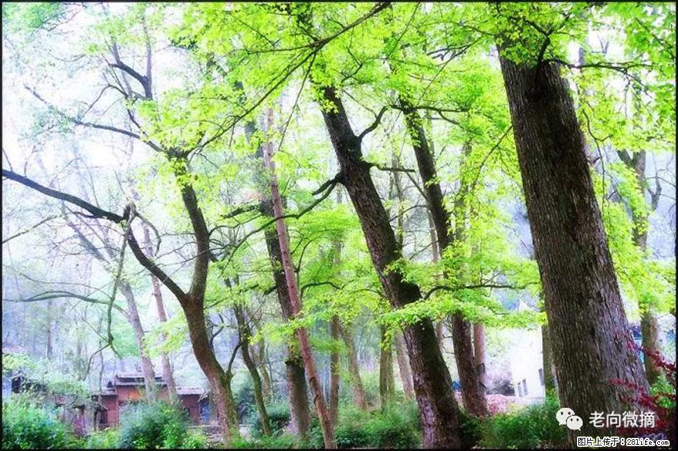 【春天，广西桂林灌阳县向您发出邀请！】在小龙村与春天约会 - 游山玩水 - 明港生活社区 - 明港28生活网 mg.28life.net