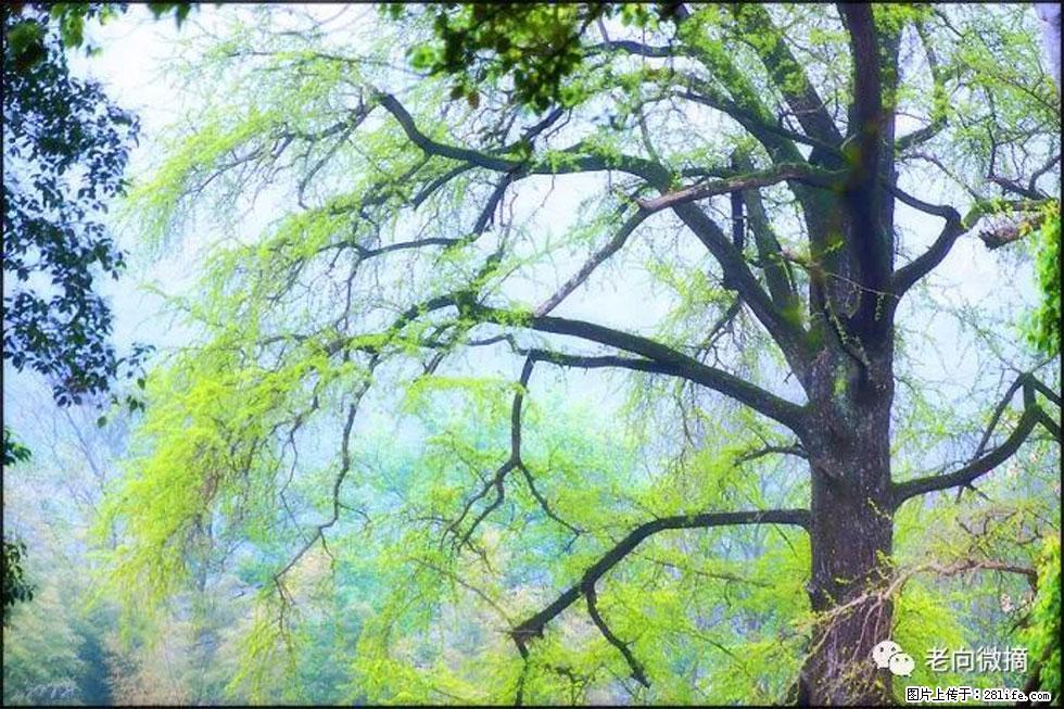 【春天，广西桂林灌阳县向您发出邀请！】在小龙村与春天约会 - 游山玩水 - 明港生活社区 - 明港28生活网 mg.28life.net