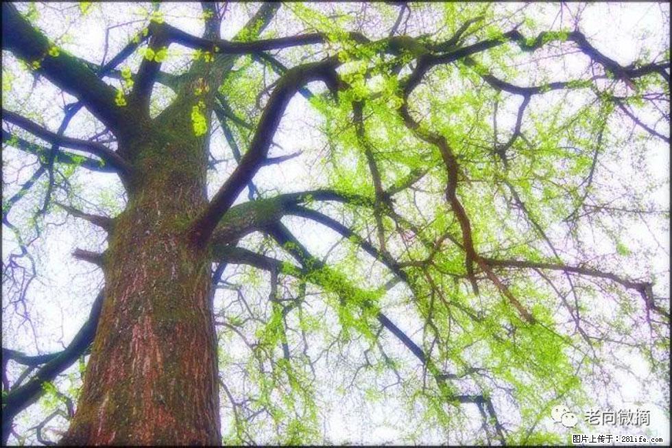 【春天，广西桂林灌阳县向您发出邀请！】在小龙村与春天约会 - 游山玩水 - 明港生活社区 - 明港28生活网 mg.28life.net
