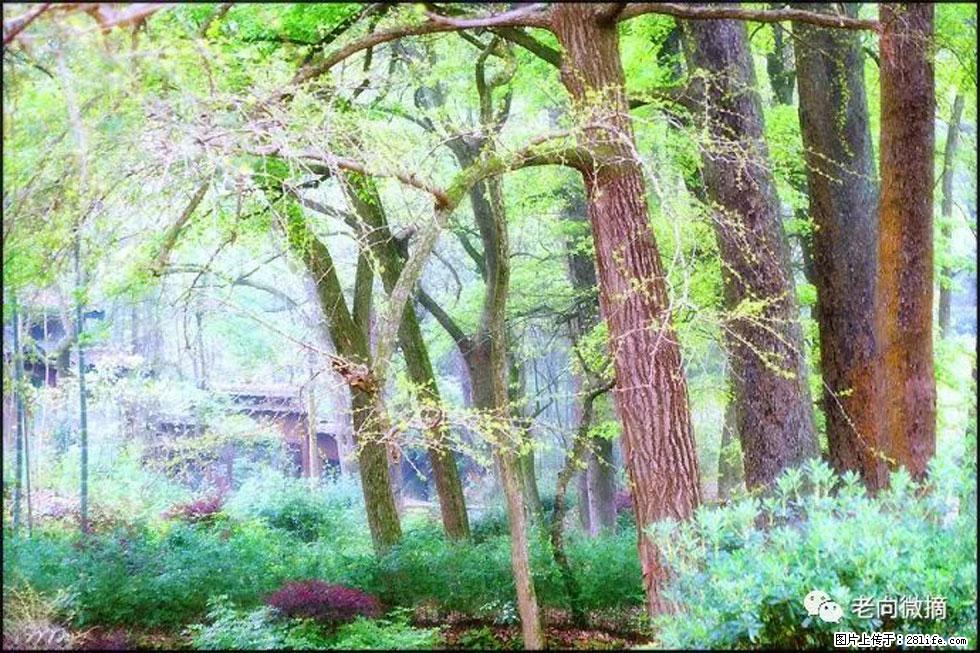 【春天，广西桂林灌阳县向您发出邀请！】在小龙村与春天约会 - 游山玩水 - 明港生活社区 - 明港28生活网 mg.28life.net