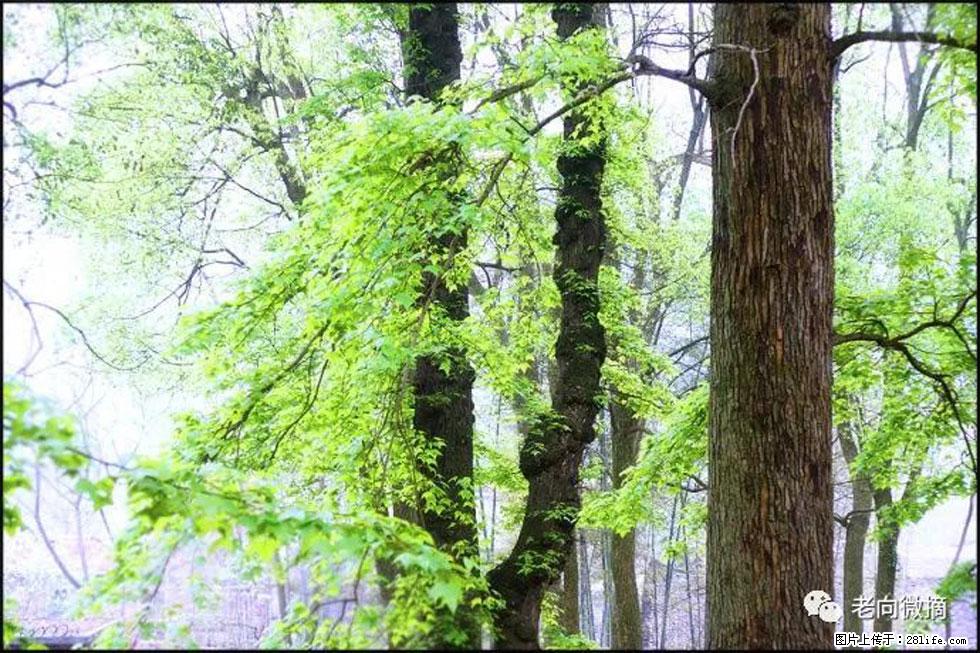 【春天，广西桂林灌阳县向您发出邀请！】在小龙村与春天约会 - 游山玩水 - 明港生活社区 - 明港28生活网 mg.28life.net