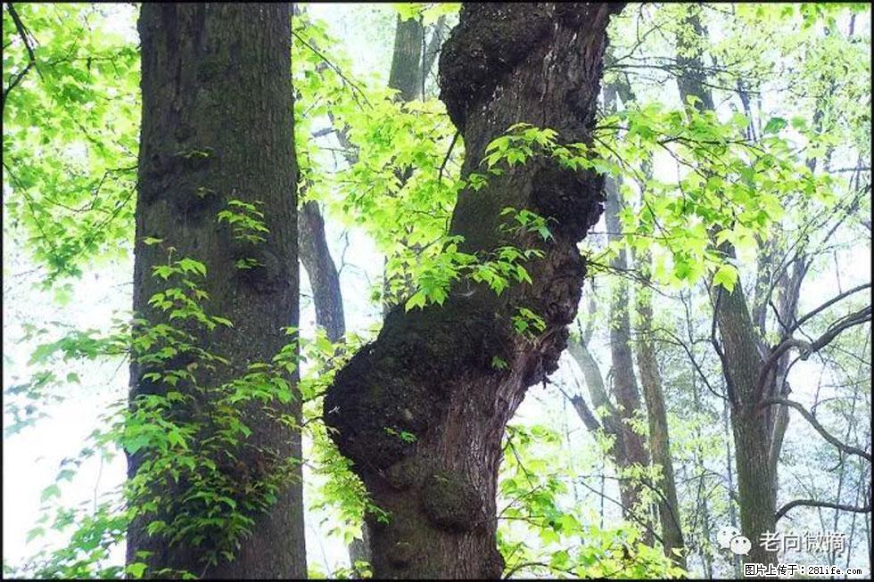 【春天，广西桂林灌阳县向您发出邀请！】在小龙村与春天约会 - 游山玩水 - 明港生活社区 - 明港28生活网 mg.28life.net