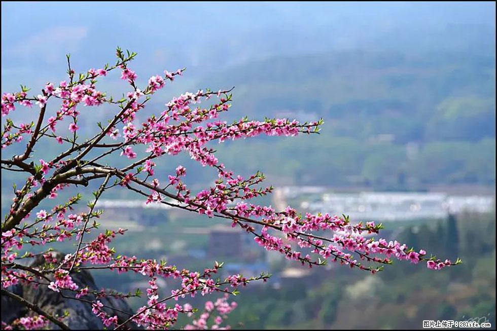 【春天，广西桂林灌阳县向您发出邀请！】望月岭上桃花开 - 游山玩水 - 明港生活社区 - 明港28生活网 mg.28life.net