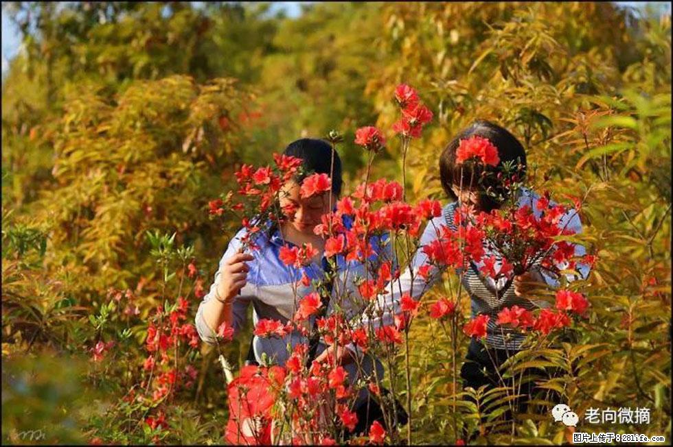 【春天，广西桂林灌阳县向您发出邀请！】登麒麟山，相约映山红 - 游山玩水 - 明港生活社区 - 明港28生活网 mg.28life.net