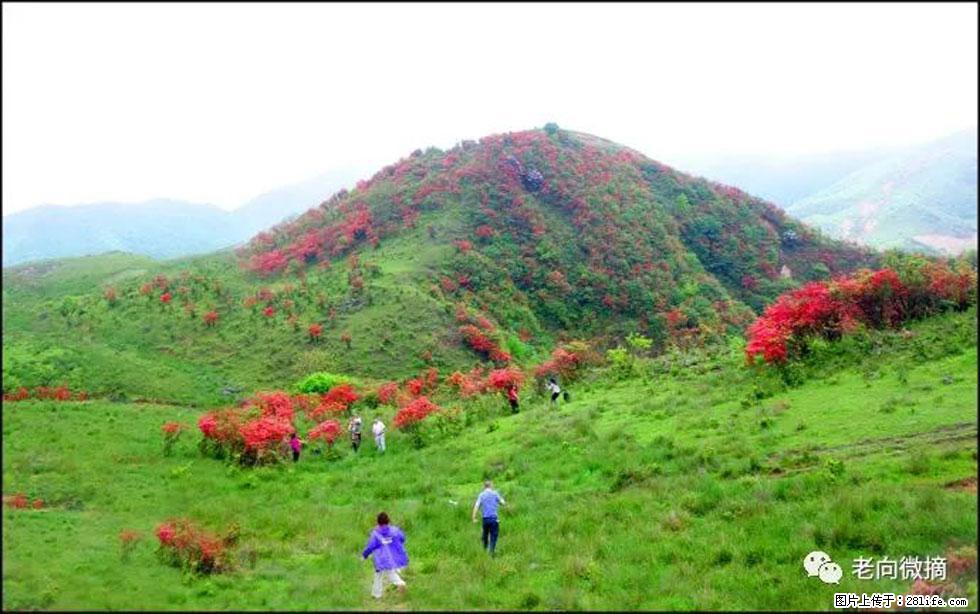 【春天，广西桂林灌阳县向您发出邀请！】宝盖山上映山红 - 游山玩水 - 明港生活社区 - 明港28生活网 mg.28life.net