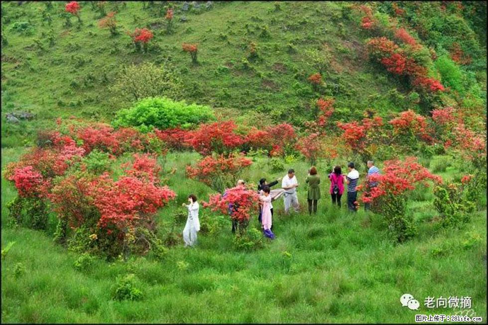 【春天，广西桂林灌阳县向您发出邀请！】宝盖山上映山红 - 游山玩水 - 明港生活社区 - 明港28生活网 mg.28life.net