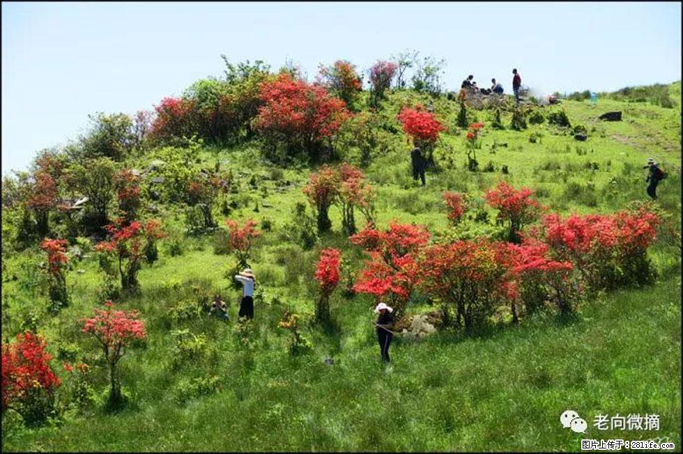 【春天，广西桂林灌阳县向您发出邀请！】宝盖山上映山红 - 游山玩水 - 明港生活社区 - 明港28生活网 mg.28life.net