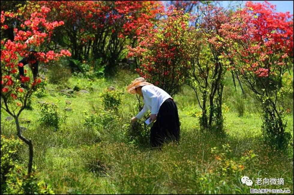 【春天，广西桂林灌阳县向您发出邀请！】宝盖山上映山红 - 游山玩水 - 明港生活社区 - 明港28生活网 mg.28life.net