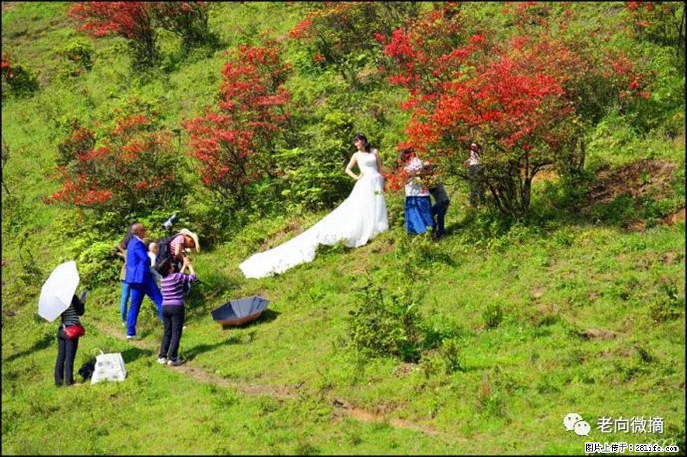 【春天，广西桂林灌阳县向您发出邀请！】宝盖山上映山红 - 游山玩水 - 明港生活社区 - 明港28生活网 mg.28life.net