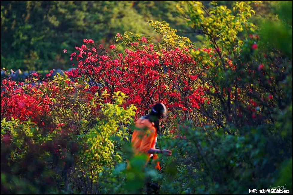 【春天，广西桂林灌阳县向您发出邀请！】春木界上映山红 - 游山玩水 - 明港生活社区 - 明港28生活网 mg.28life.net