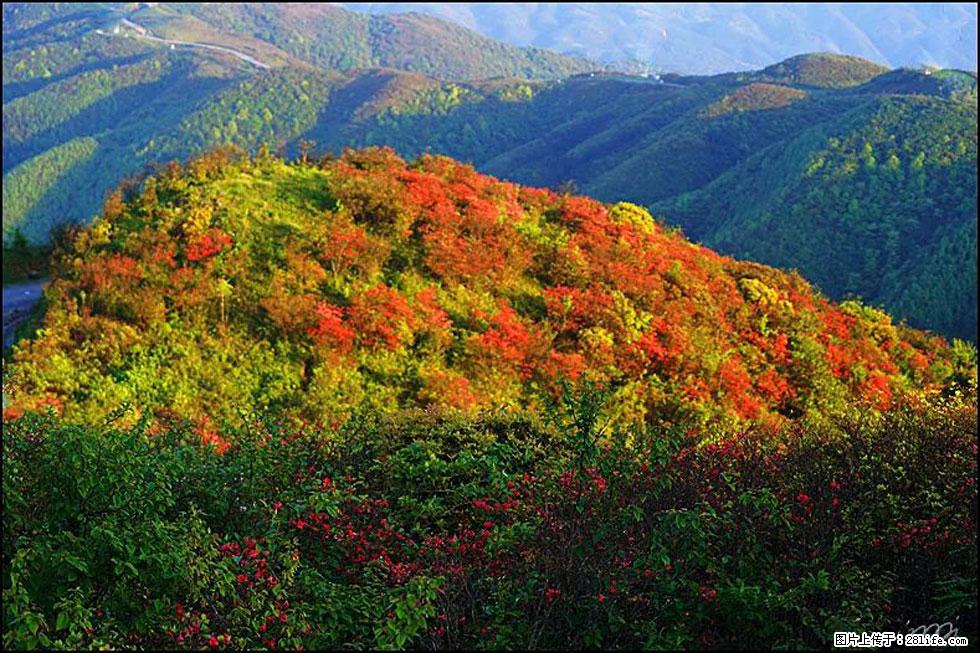 【春天，广西桂林灌阳县向您发出邀请！】春木界上映山红 - 游山玩水 - 明港生活社区 - 明港28生活网 mg.28life.net