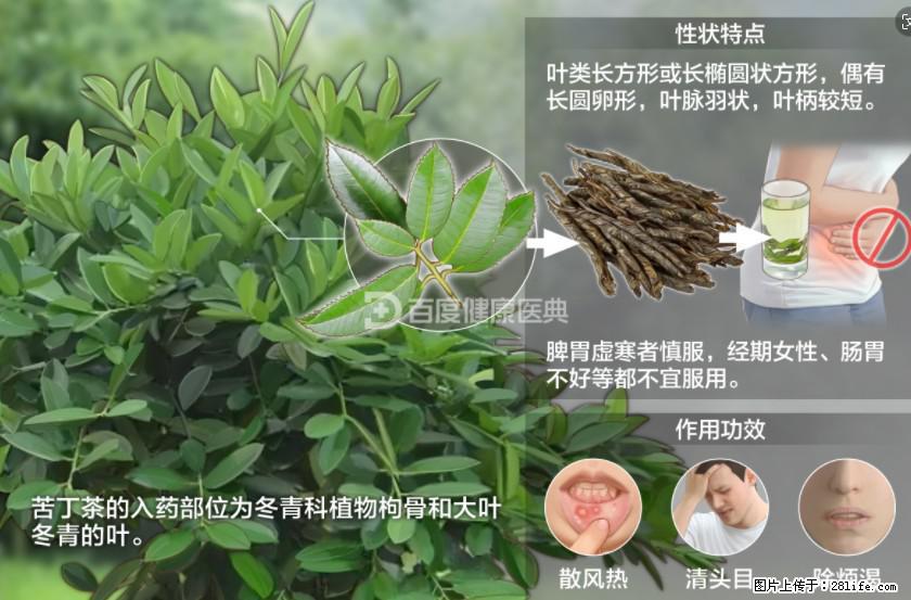 苦丁茶有哪些功效和作用 - 生活百科 - 明港生活社区 - 明港28生活网 mg.28life.net