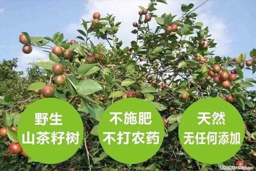 【灌阳县油茶产业示范区】一个有着充实的精神生活的人，对待身外之物自会有一种淡泊的态度 - 美食天地 - 明港生活社区 - 明港28生活网 mg.28life.net
