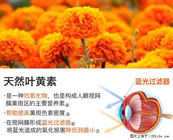 叶黄素有什么功效和作用 - 生活百科 - 明港生活社区 - 明港28生活网 mg.28life.net