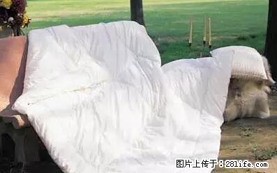 被子有异味?只要这样做,比晒太阳还强100倍! - 家居生活 - 明港生活社区 - 明港28生活网 mg.28life.net