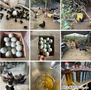 油茶园从小鸡仔开始养起的纯土鸡、土鸡蛋可以预定啦！还有前几天刚榨的纯山茶油哦 - 明港28生活网 mg.28life.net