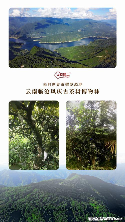 时间果百年古树2025年春红茶 - 购物交流 - 明港生活社区 - 明港28生活网 mg.28life.net