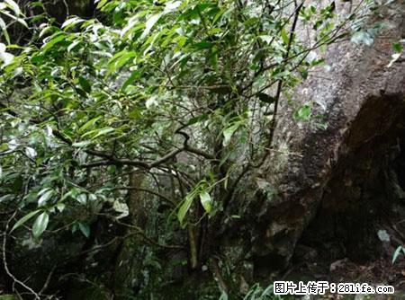 平乐石崖茶，珍贵仅次于金花茶 - 明港生活资讯 - 明港28生活网 mg.28life.net