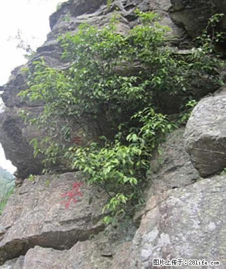平乐石崖茶，珍贵仅次于金花茶 - 明港生活资讯 - 明港28生活网 mg.28life.net