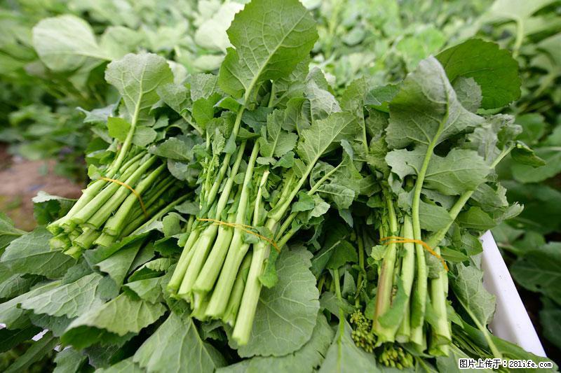 这些蔬菜是“天然钙片”，这6种被医生重点推荐 - 明港生活资讯 - 明港28生活网 mg.28life.net